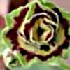 Auricula Sword - Abriachan Nurseries